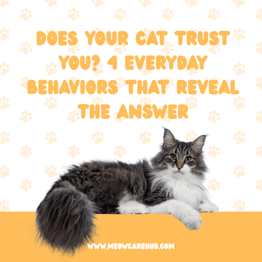 Does Your Cat Trust You? 4 Everyday Behaviors That Reveal the Answer
