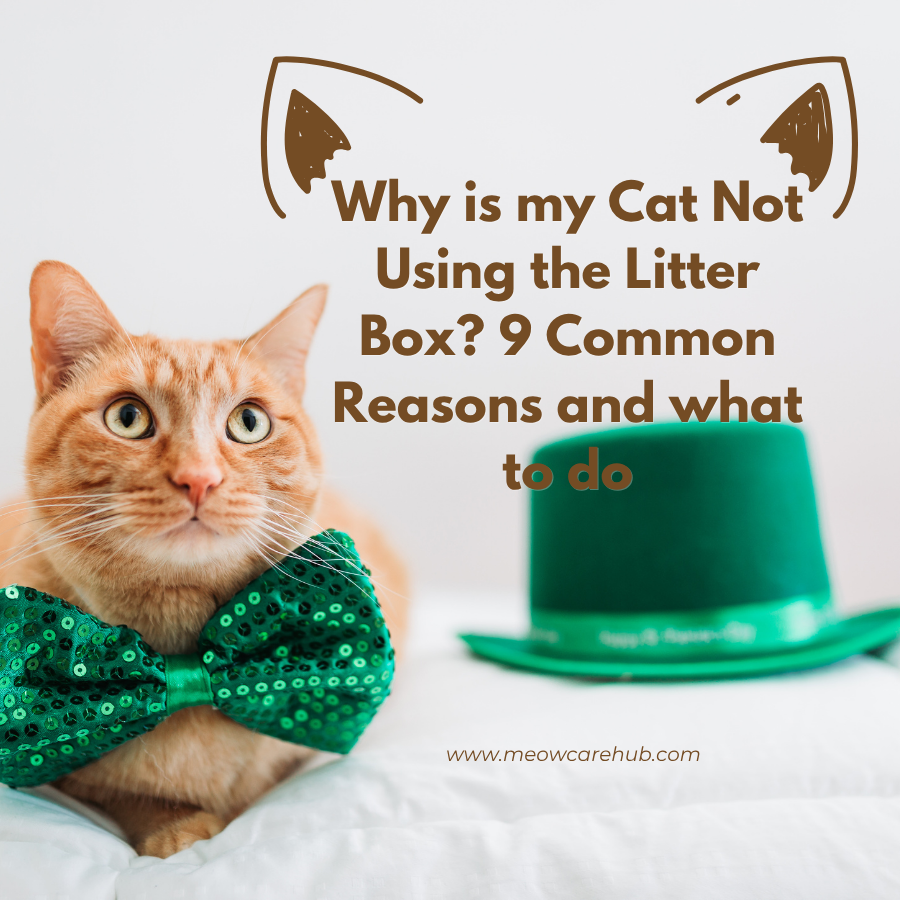 Why is my Cat Not Using the Litter Box? 9 Common Reasons and what to do